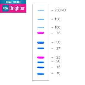 美国Bio-rad伯乐Precision Plus 双色预染蛋白marker 1610374/1610394