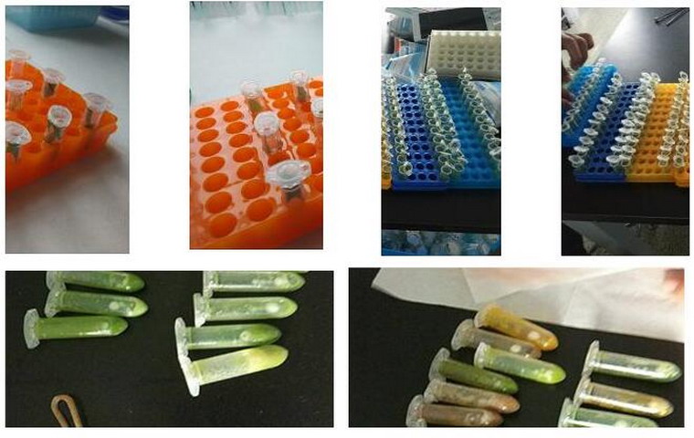 进口高通量多样品组织研磨机，配套核酸提取仪