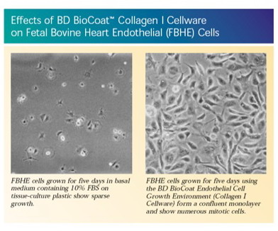 美国进口BD BioCoat Matrigel多种胶原及蛋白