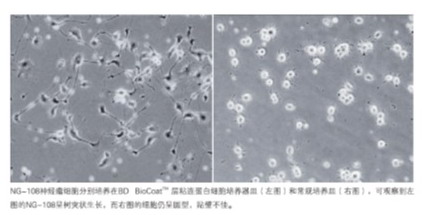 美国BD BioCoat Matrigel进口多种胶原及蛋白