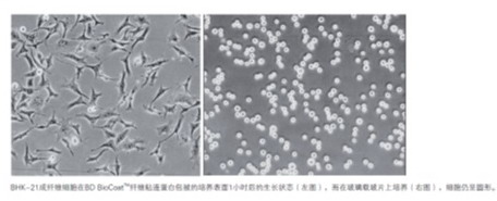 美国原装进口BD BioCoat Matrigel多种胶原及蛋白