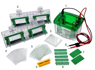 Mini P-4仿伯乐小型垂直电泳1-4块胶