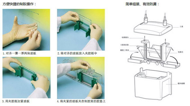 Mini P-4仿伯乐小型垂直电泳1-4块胶